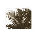 Picture of Fern Garden  _GroupedProduct_Rectangle_Landscape_Photography _GroupedProduct_Rectangle_Landscape_Unframed_Print_Only_