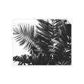 Picture of Fern Garden  _GroupedProduct_Rectangle_Landscape_Photography _GroupedProduct_Rectangle_Landscape_Unframed_Print_Only_