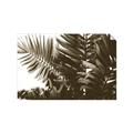 Picture of Fern Garden  _GroupedProduct_Rectangle_Landscape_Photography _GroupedProduct_Rectangle_Landscape_Unframed_Print_Only_