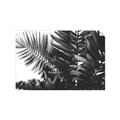 Picture of Fern Garden  _GroupedProduct_Rectangle_Landscape_Photography _GroupedProduct_Rectangle_Landscape_Unframed_Print_Only_