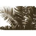 Picture of Fern Garden  _GroupedProduct_Rectangle_Landscape_Photography _GroupedProduct_Rectangle_Landscape_Unframed_Print_Only_