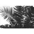 Picture of Fern Garden  _GroupedProduct_Rectangle_Landscape_Photography _GroupedProduct_Rectangle_Landscape_Unframed_Print_Only_