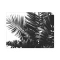Picture of Fern Garden  _GroupedProduct_Rectangle_Landscape_Photography _GroupedProduct_Rectangle_Landscape_Unframed_Print_Only_