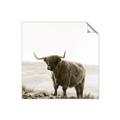 Picture of Scottish Fields Highland B&W _GroupedProduct_Square_Photography _GroupedProduct_Square_Unframed_Print_Only_