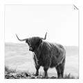 Picture of Scottish Fields Highland B&W _GroupedProduct_Square_Photography _GroupedProduct_Square_Unframed_Print_Only_