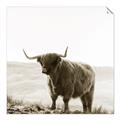 Picture of Scottish Fields Highland B&W _GroupedProduct_Square_Photography _GroupedProduct_Square_Unframed_Print_Only_