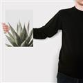 Picture of Cactus Succulent _GroupedProduct_Rectangle_Portrait_Photography _GroupedProduct_Rectangle_Portrait_Canvas_