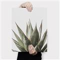 Picture of Cactus Succulent _GroupedProduct_Rectangle_Portrait_Photography _GroupedProduct_Rectangle_Portrait_Canvas_
