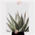 Picture of Cactus Succulent _GroupedProduct_Rectangle_Portrait_Photography _GroupedProduct_Rectangle_Portrait_Canvas_
