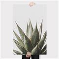 Picture of Cactus Succulent _GroupedProduct_Rectangle_Portrait_Photography _GroupedProduct_Rectangle_Portrait_Canvas_