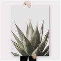 Picture of Cactus Succulent _GroupedProduct_Rectangle_Portrait_Photography _GroupedProduct_Rectangle_Portrait_Canvas_