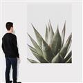 Picture of Cactus Succulent _GroupedProduct_Rectangle_Portrait_Photography _GroupedProduct_Rectangle_Portrait_Canvas_