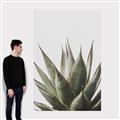 Picture of Cactus Succulent _GroupedProduct_Rectangle_Portrait_Photography _GroupedProduct_Rectangle_Portrait_Canvas_