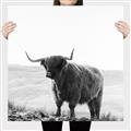Picture of Scottish Fields Highland B&W _GroupedProduct_Square_Photography _GroupedProduct_Square_Canvas_