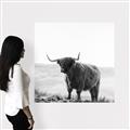Picture of Scottish Fields Highland B&W _GroupedProduct_Square_Photography _GroupedProduct_Square_Canvas_