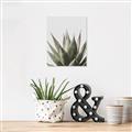 Picture of Cactus Succulent _GroupedProduct_Rectangle_Portrait_Photography _GroupedProduct_Rectangle_Portrait_Canvas_