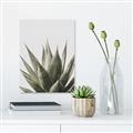 Picture of Cactus Succulent _GroupedProduct_Rectangle_Portrait_Photography _GroupedProduct_Rectangle_Portrait_Canvas_