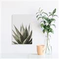 Picture of Cactus Succulent _GroupedProduct_Rectangle_Portrait_Photography _GroupedProduct_Rectangle_Portrait_Canvas_