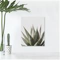 Picture of Cactus Succulent _GroupedProduct_Rectangle_Portrait_Photography _GroupedProduct_Rectangle_Portrait_Canvas_
