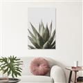 Picture of Cactus Succulent _GroupedProduct_Rectangle_Portrait_Photography _GroupedProduct_Rectangle_Portrait_Canvas_