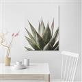Picture of Cactus Succulent _GroupedProduct_Rectangle_Portrait_Photography _GroupedProduct_Rectangle_Portrait_Canvas_