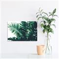 Picture of Fern Garden  _GroupedProduct_Rectangle_Landscape_Photography _GroupedProduct_Rectangle_Landscape_Canvas_