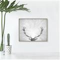 Picture of Forest King  _GroupedProduct_Rectangle_Landscape_Photography _GroupedProduct_Rectangle_Landscape_Canvas_Framed_