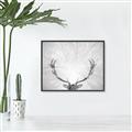 Picture of Forest King  _GroupedProduct_Rectangle_Landscape_Photography _GroupedProduct_Rectangle_Landscape_Canvas_Framed_