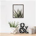Picture of Cactus Succulent _GroupedProduct_Rectangle_Portrait_Photography _GroupedProduct_Rectangle_Portrait_Canvas_Framed_