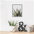 Picture of Cactus Succulent _GroupedProduct_Rectangle_Portrait_Photography _GroupedProduct_Rectangle_Portrait_Canvas_Framed_