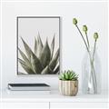 Picture of Cactus Succulent _GroupedProduct_Rectangle_Portrait_Photography _GroupedProduct_Rectangle_Portrait_Canvas_Framed_