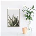 Picture of Cactus Succulent _GroupedProduct_Rectangle_Portrait_Photography _GroupedProduct_Rectangle_Portrait_Canvas_Framed_