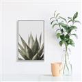 Picture of Cactus Succulent _GroupedProduct_Rectangle_Portrait_Photography _GroupedProduct_Rectangle_Portrait_Canvas_Framed_