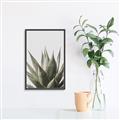 Picture of Cactus Succulent _GroupedProduct_Rectangle_Portrait_Photography _GroupedProduct_Rectangle_Portrait_Canvas_Framed_