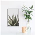 Picture of Cactus Succulent _GroupedProduct_Rectangle_Portrait_Photography _GroupedProduct_Rectangle_Portrait_Canvas_Framed_