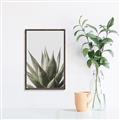 Picture of Cactus Succulent _GroupedProduct_Rectangle_Portrait_Photography _GroupedProduct_Rectangle_Portrait_Canvas_Framed_
