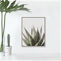 Picture of Cactus Succulent _GroupedProduct_Rectangle_Portrait_Photography _GroupedProduct_Rectangle_Portrait_Canvas_Framed_