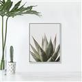 Picture of Cactus Succulent _GroupedProduct_Rectangle_Portrait_Photography _GroupedProduct_Rectangle_Portrait_Canvas_Framed_