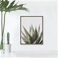 Picture of Cactus Succulent _GroupedProduct_Rectangle_Portrait_Photography _GroupedProduct_Rectangle_Portrait_Canvas_Framed_