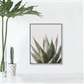 Picture of Cactus Succulent _GroupedProduct_Rectangle_Portrait_Photography _GroupedProduct_Rectangle_Portrait_Canvas_Framed_