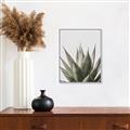 Picture of Cactus Succulent _GroupedProduct_Rectangle_Portrait_Photography _GroupedProduct_Rectangle_Portrait_Canvas_Framed_