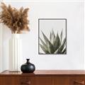 Picture of Cactus Succulent _GroupedProduct_Rectangle_Portrait_Photography _GroupedProduct_Rectangle_Portrait_Canvas_Framed_