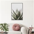 Picture of Cactus Succulent _GroupedProduct_Rectangle_Portrait_Photography _GroupedProduct_Rectangle_Portrait_Canvas_Framed_