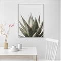 Picture of Cactus Succulent _GroupedProduct_Rectangle_Portrait_Photography _GroupedProduct_Rectangle_Portrait_Canvas_Framed_