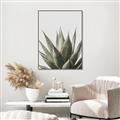 Picture of Cactus Succulent _GroupedProduct_Rectangle_Portrait_Photography _GroupedProduct_Rectangle_Portrait_Canvas_Framed_