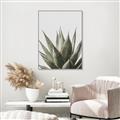 Picture of Cactus Succulent _GroupedProduct_Rectangle_Portrait_Photography _GroupedProduct_Rectangle_Portrait_Canvas_Framed_