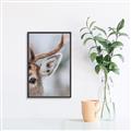 Picture of Eye of the Deer _GroupedProduct_Rectangle_Portrait_Photography _GroupedProduct_Rectangle_Portrait_Canvas_Framed_
