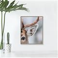 Picture of Eye of the Deer _GroupedProduct_Rectangle_Portrait_Photography _GroupedProduct_Rectangle_Portrait_Canvas_Framed_
