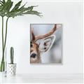 Picture of Eye of the Deer _GroupedProduct_Rectangle_Portrait_Photography _GroupedProduct_Rectangle_Portrait_Canvas_Framed_