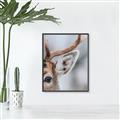 Picture of Eye of the Deer _GroupedProduct_Rectangle_Portrait_Photography _GroupedProduct_Rectangle_Portrait_Canvas_Framed_